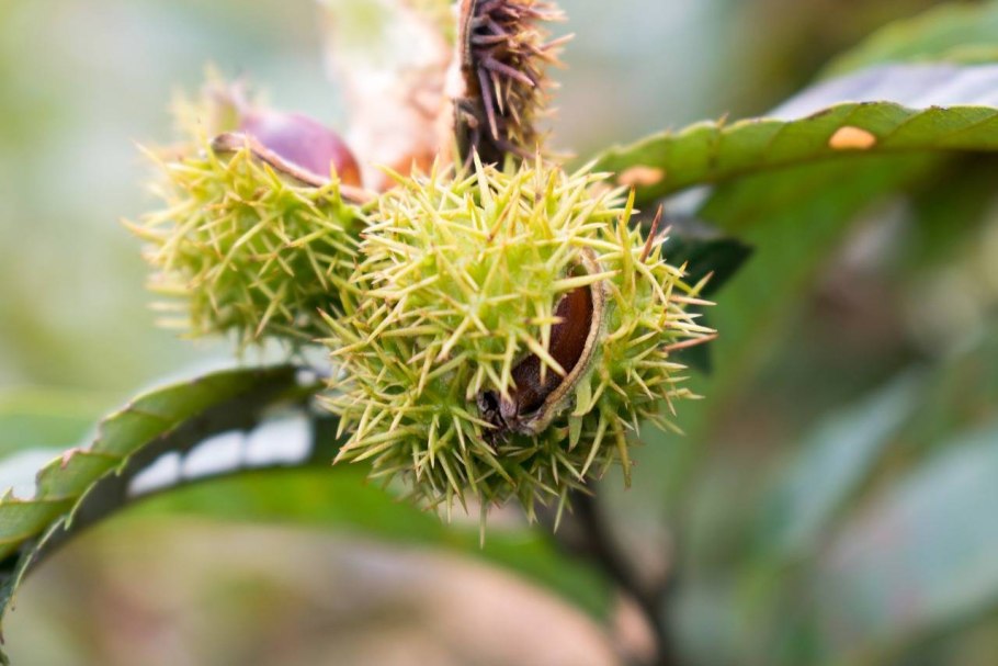 Каштановое дерево