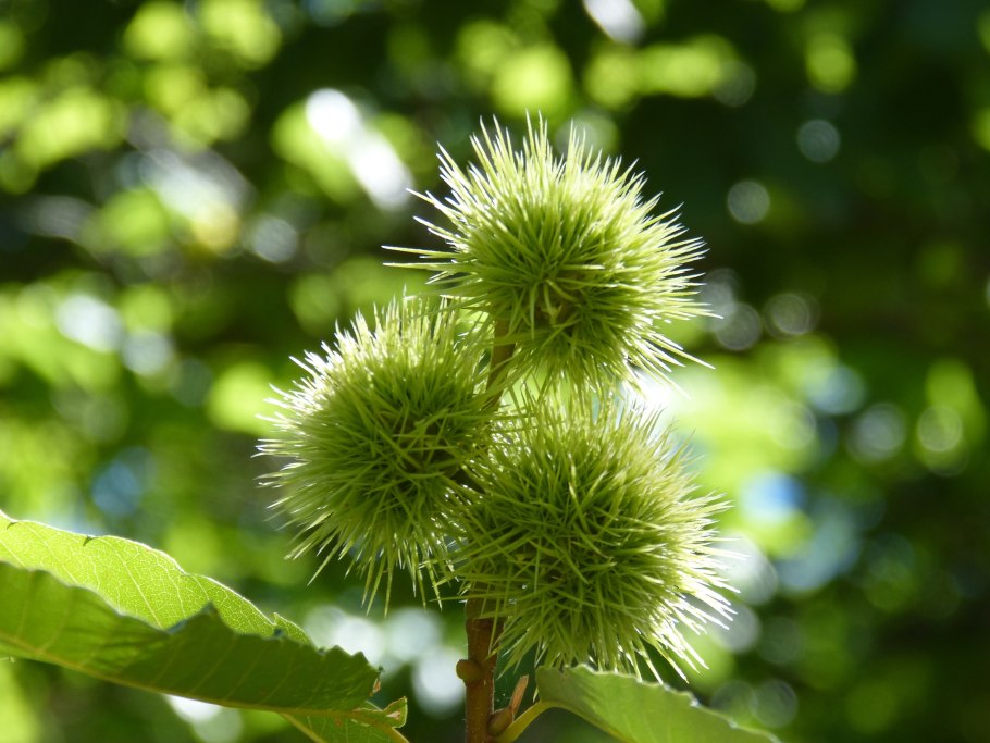 Дуриан фрукт