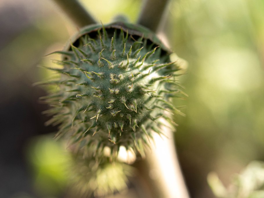 Дерево с зелёными ежиками