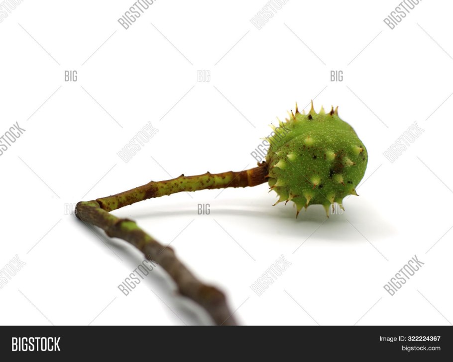 Каштан зелёный с шипами нарисовать