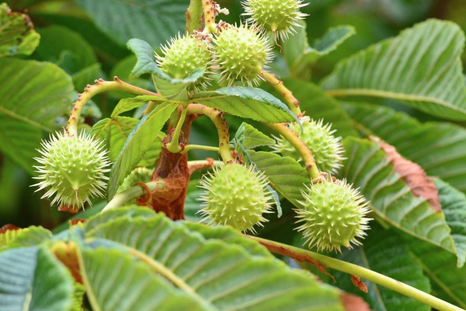 Дикий каштан в дикой природе