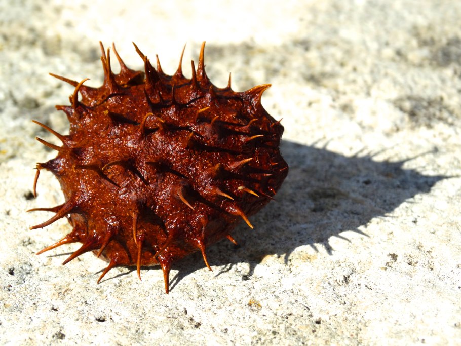 Колючки репейника