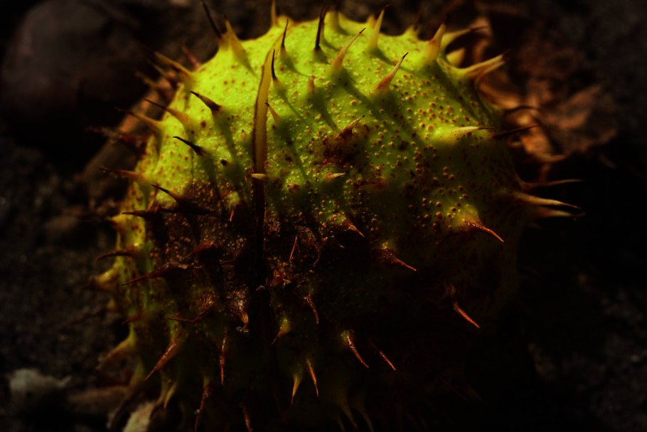 Каштан плод ШИПАСТЫЙ