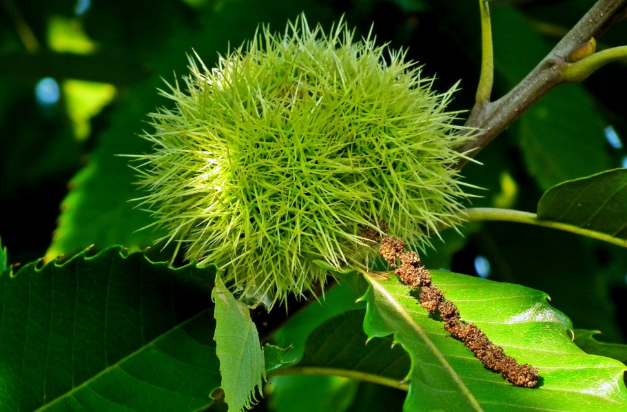 Каштан с шипами