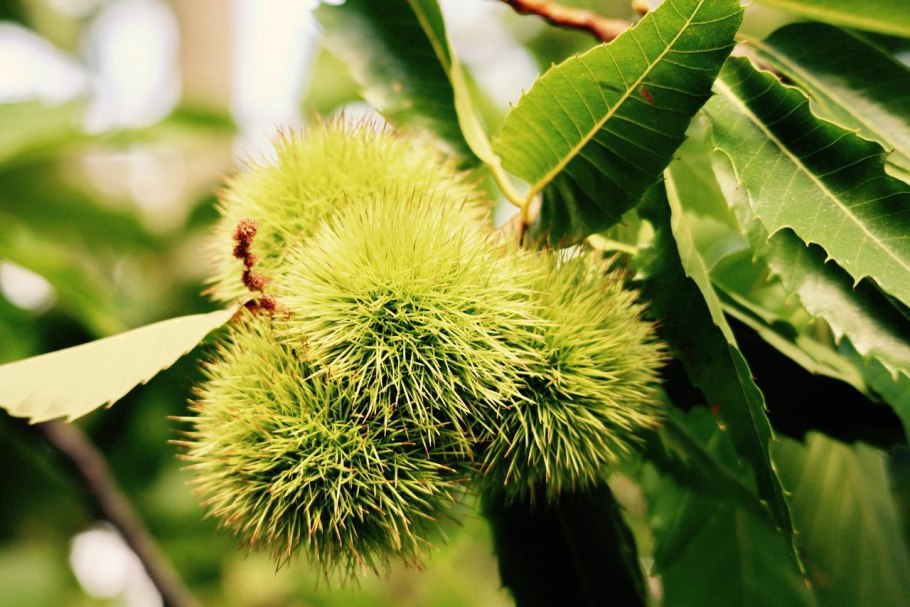 Дикий каштан