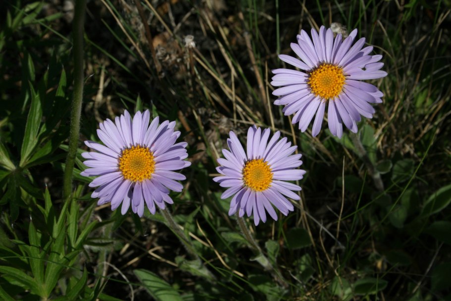 Астра Альпийская (Aster Alpinus) ‘Glory’