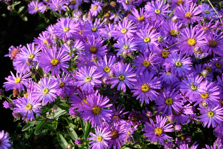Астра Ромашковая. Aster amellus
