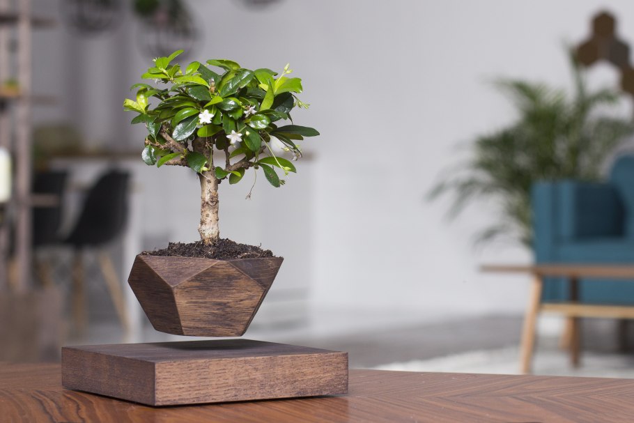 Левитирующие растения LEPLANT