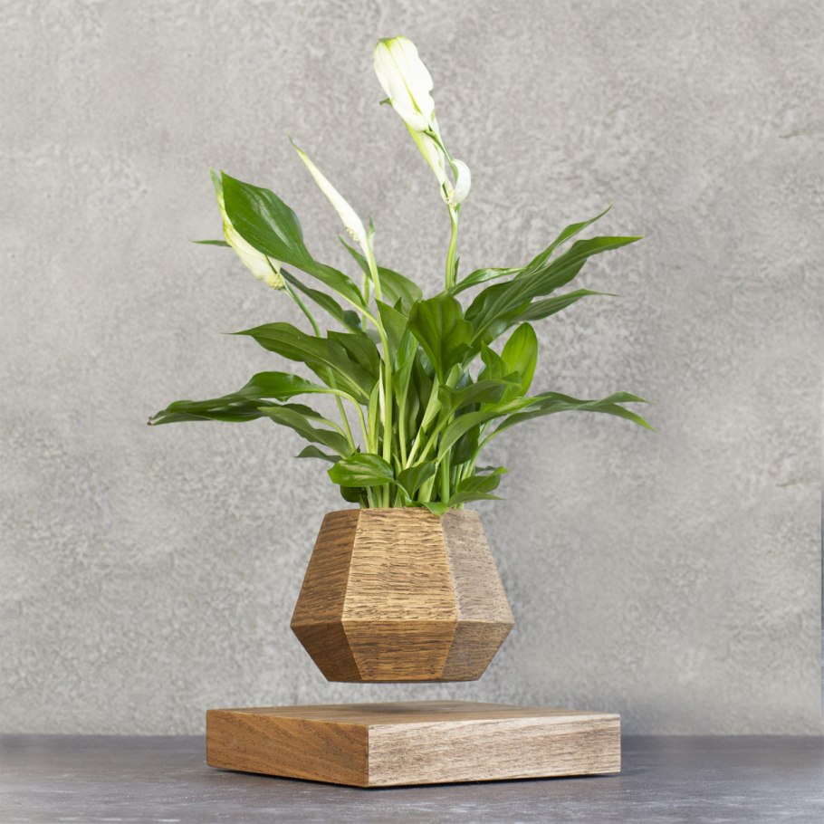 Левитирующие растения LEPLANT