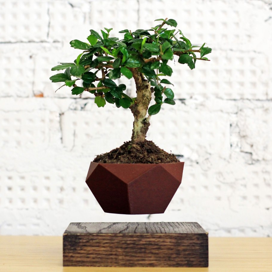 Левитирующие растения LEPLANT