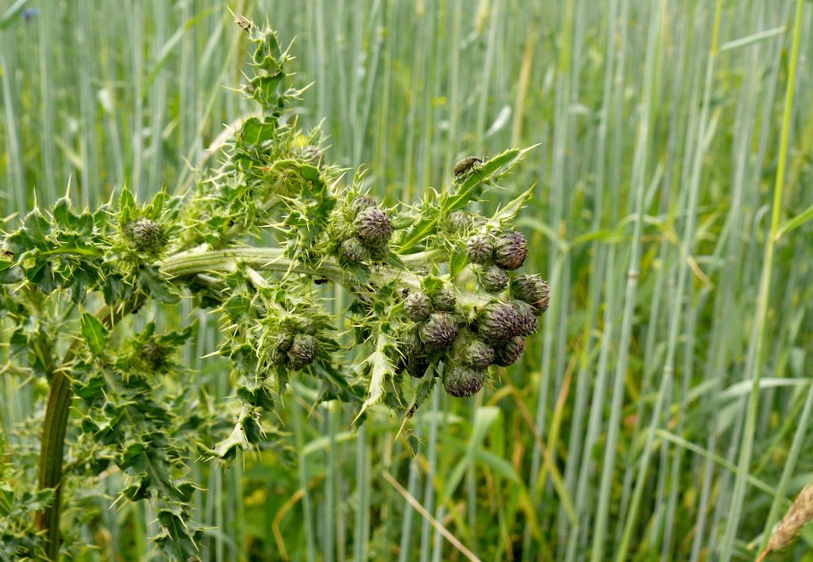 Сорная Огородная трава