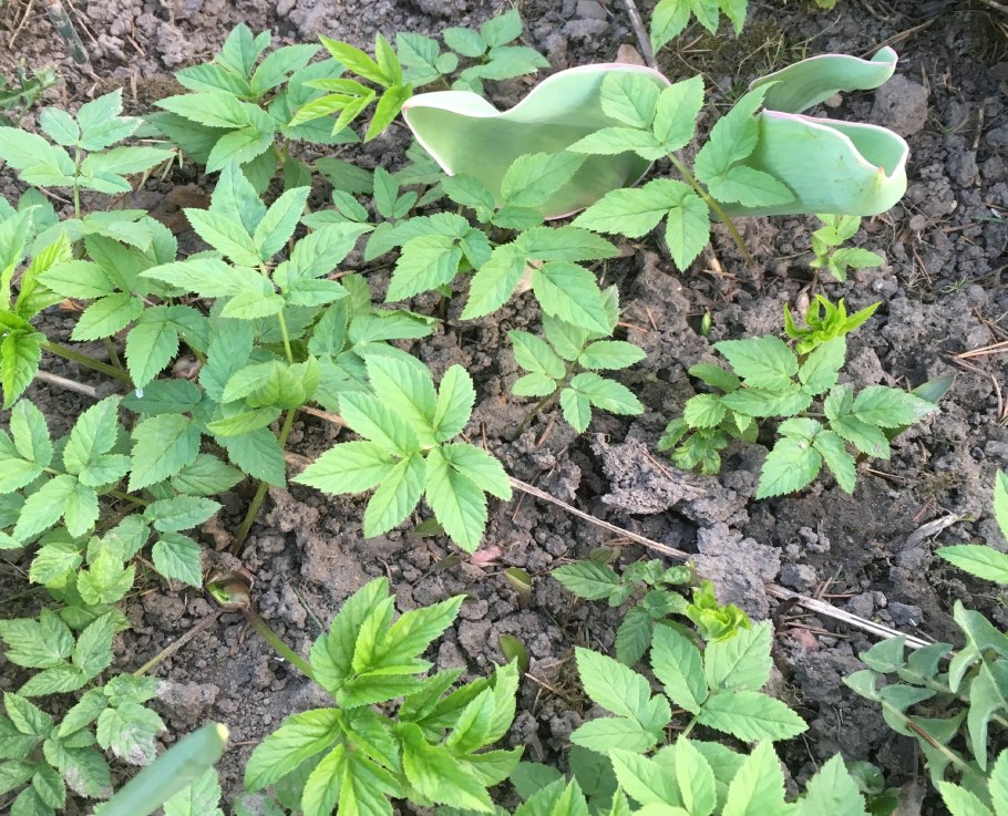 Бодяк полевой (Cirsium arvense)