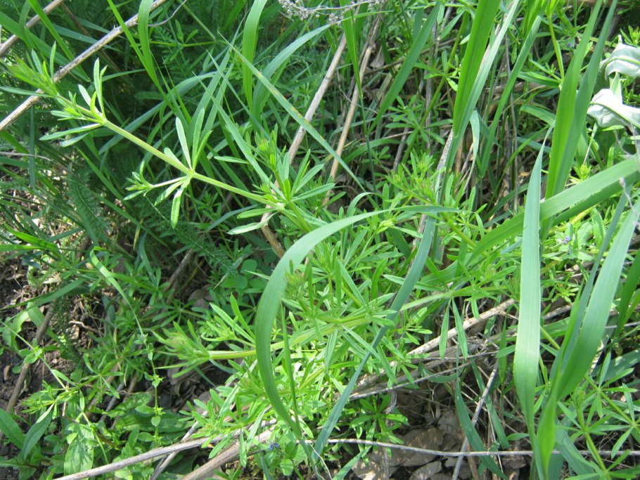 Осот . Пырей . Лебеда