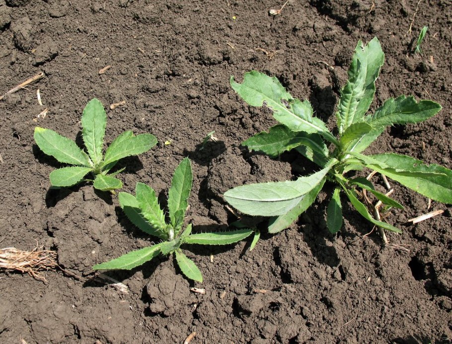 Сорняк огородный ползучий