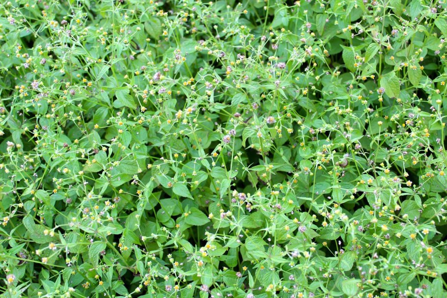 Мокрица сорняк огородный