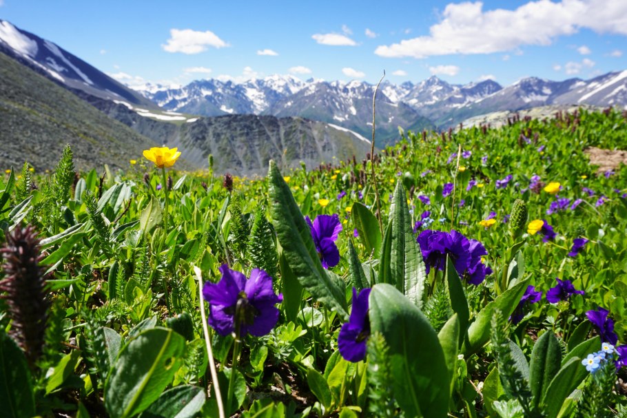 Каракольская Долина горный Алтай