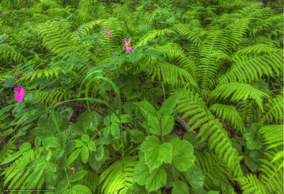 Алтая горный Алтай