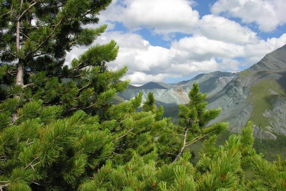 Мезозойская Эра Юрский период растения