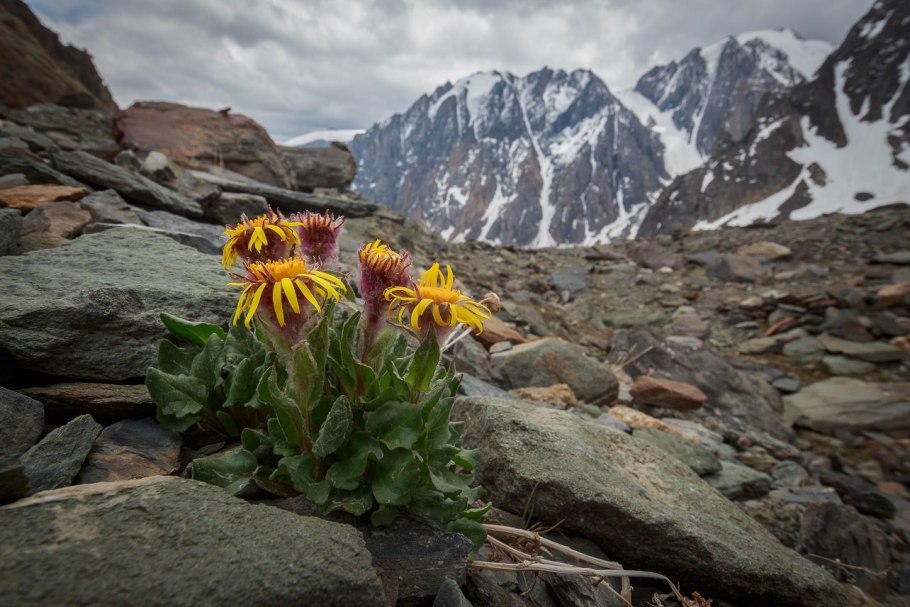 Катунский заповедник растения