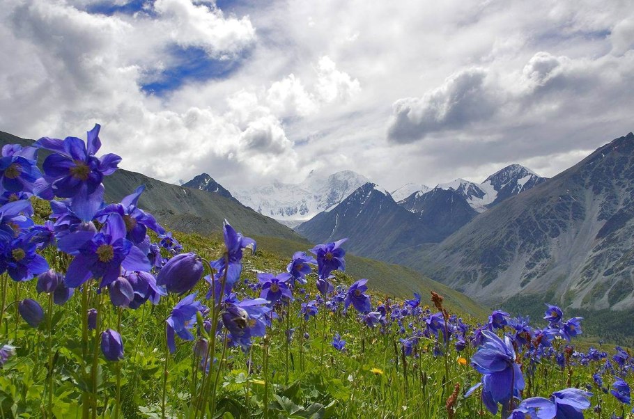 Горный Алтай Альпийские Луга
