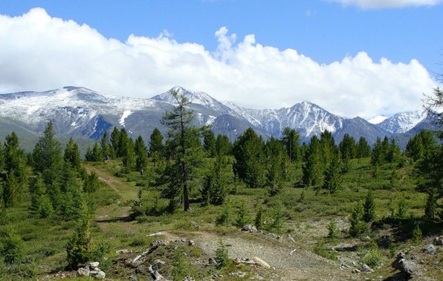 Лекарственные травы горного Алтая