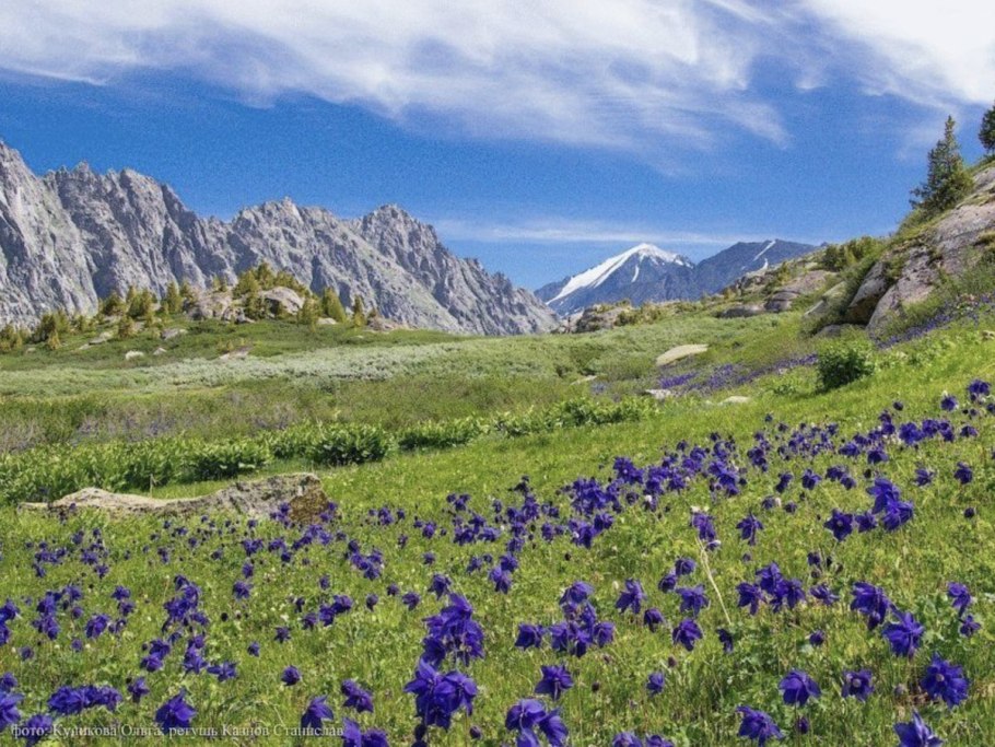 Папоротник чистоуст величавый