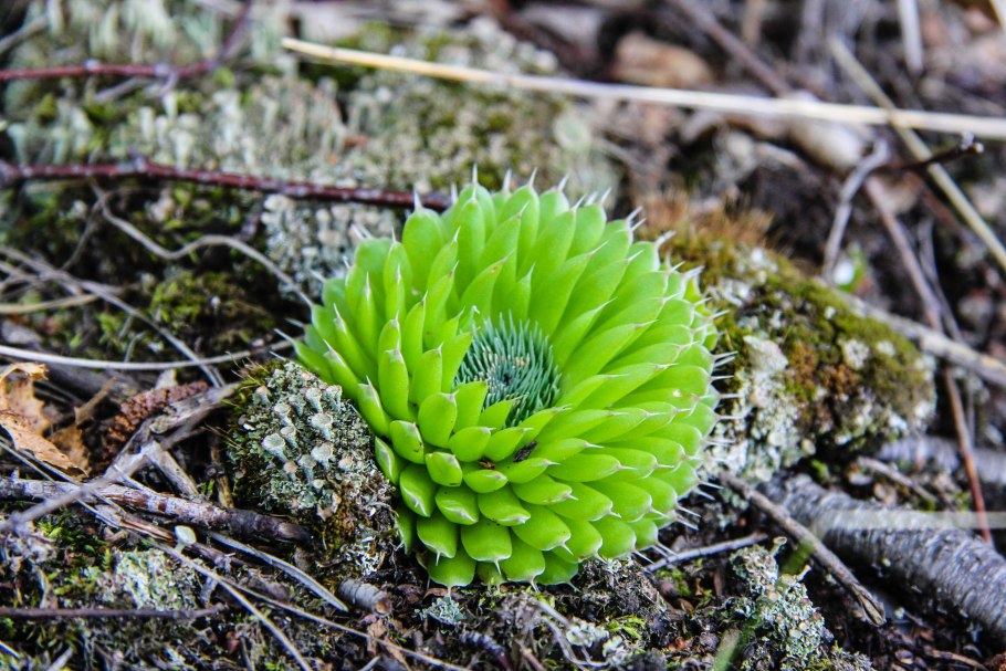 Маральник Сихотэ Алинь