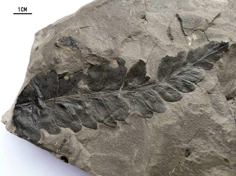 Меловой период мезозойской эры растения