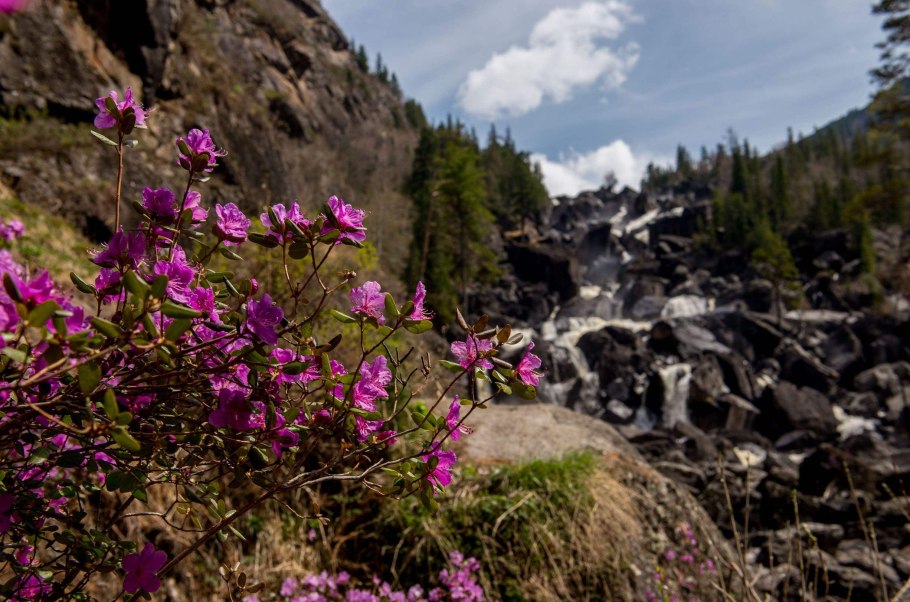 Алтайский заповедник растения