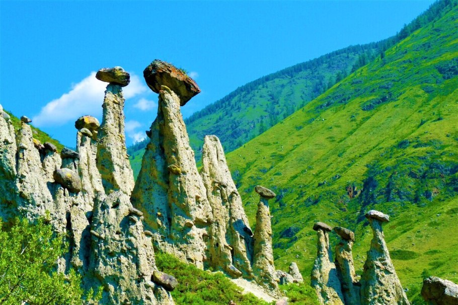 Кипрей Алтайский