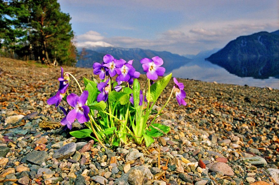 Кандык Сибирский Алтайский заповедник