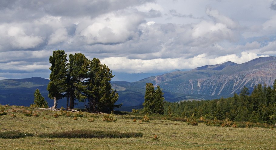 Деревья Кремниевой эры