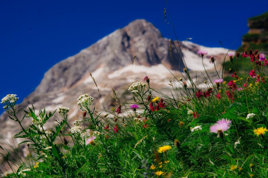 Кабардино-Балкарский высокогорный заповедник Флора