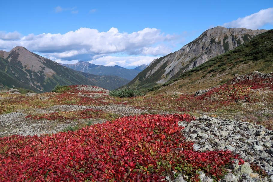 Бутылочные деревья острова Сокотра