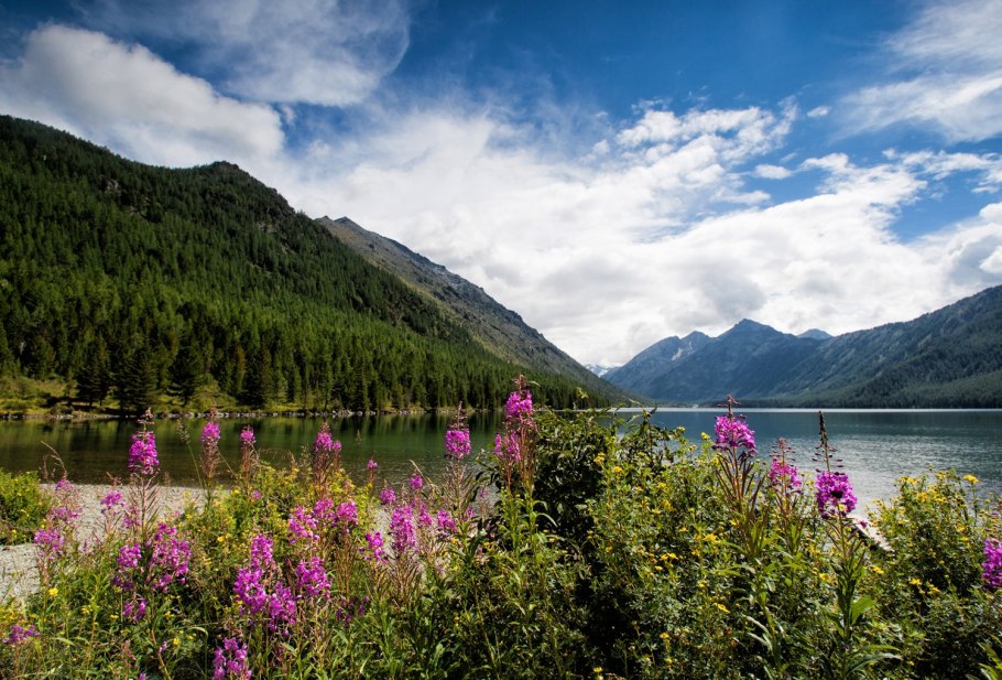 Флора тайги в Евразии