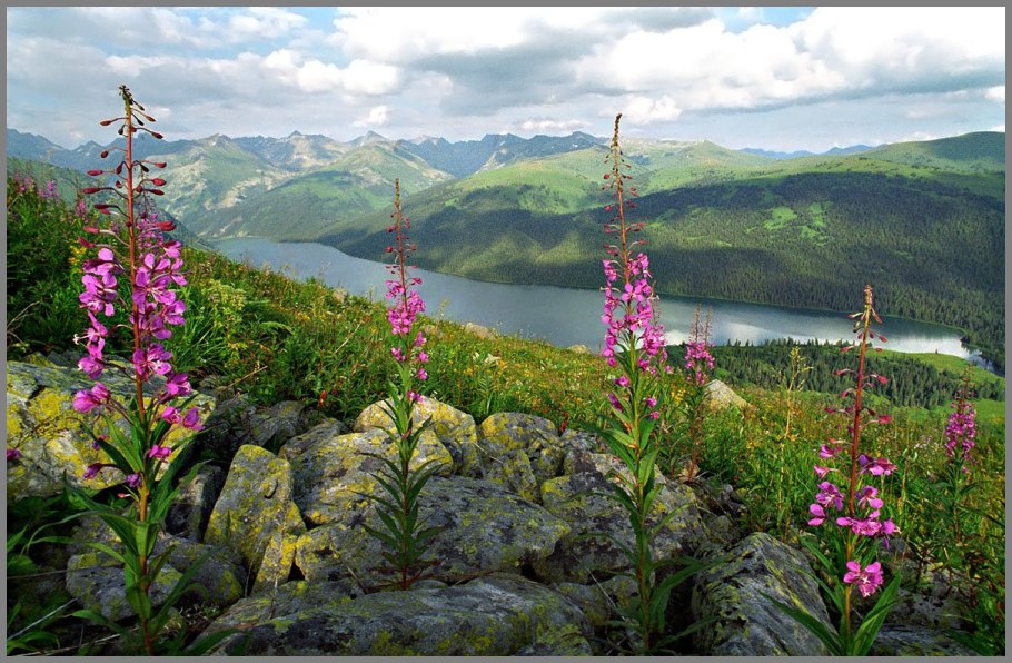 Папоротники названия