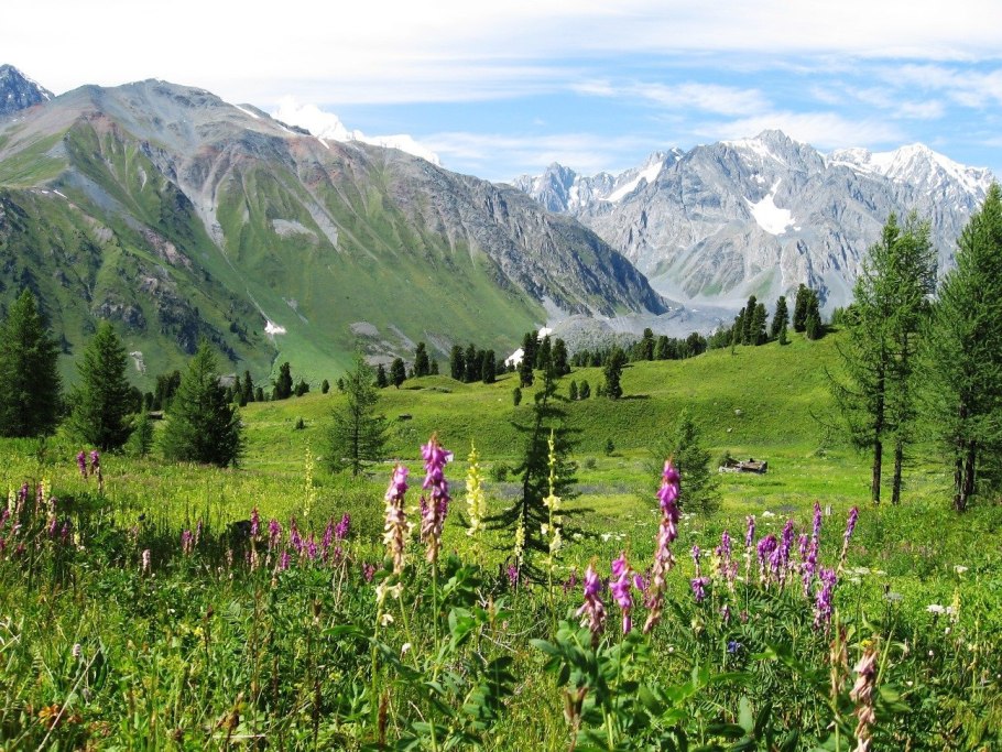 Горный цветок пролеска Кавказская