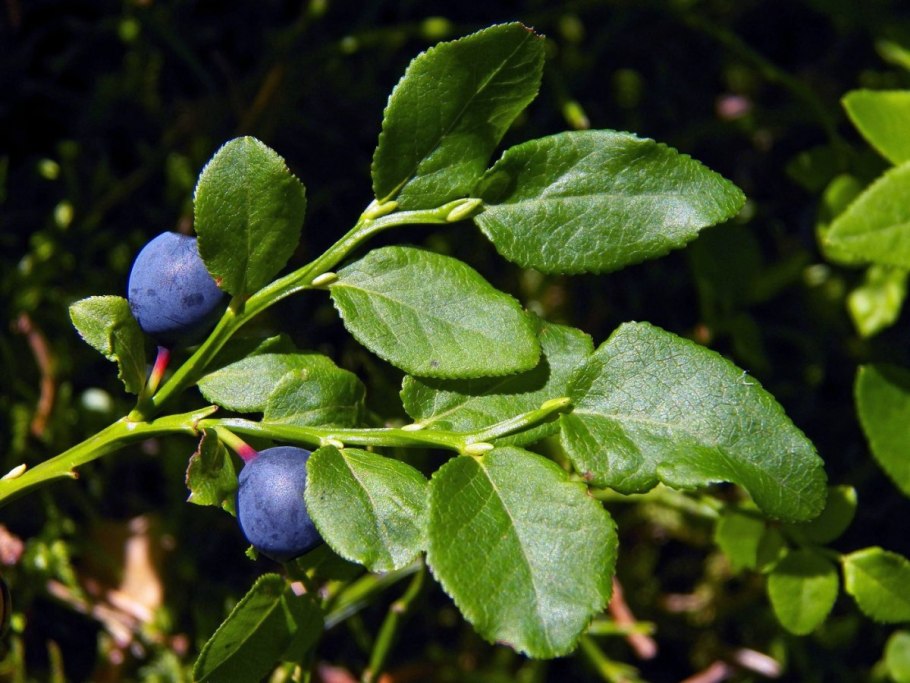Черника (Vaccinium myrtillus)