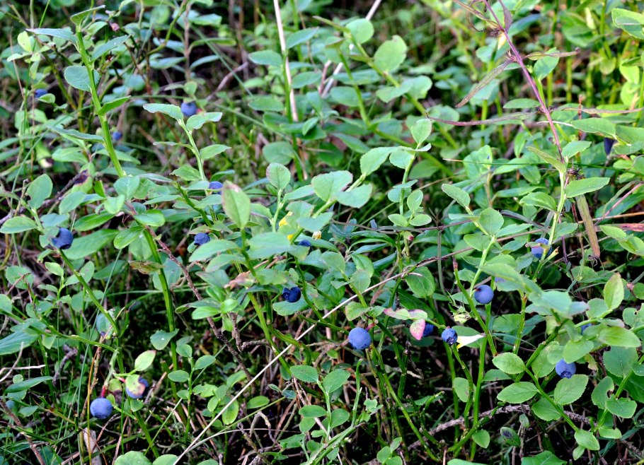 Черника обыкновенная - Vaccinium myrtillus