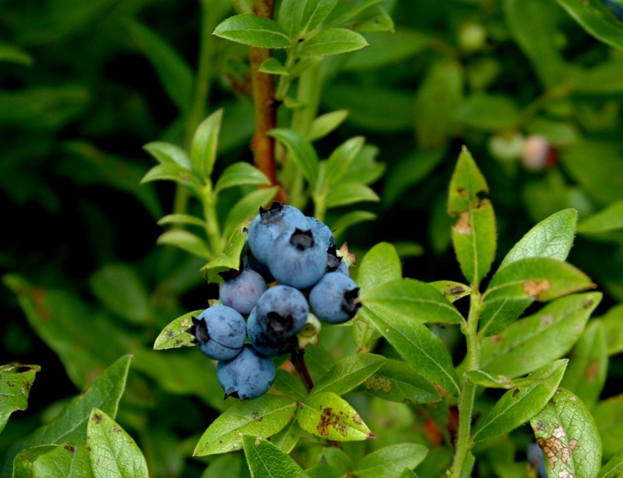 Лесная ягода гонобобель