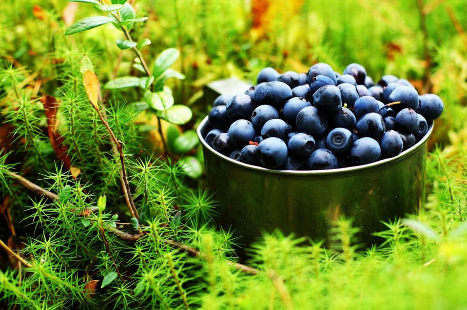 Лесные ягоды черника