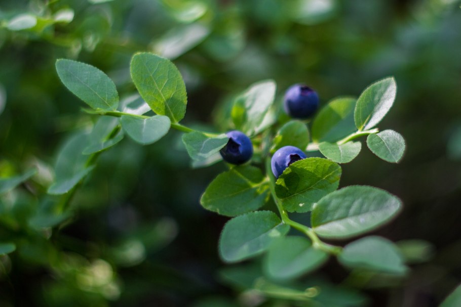 Черника Болотная