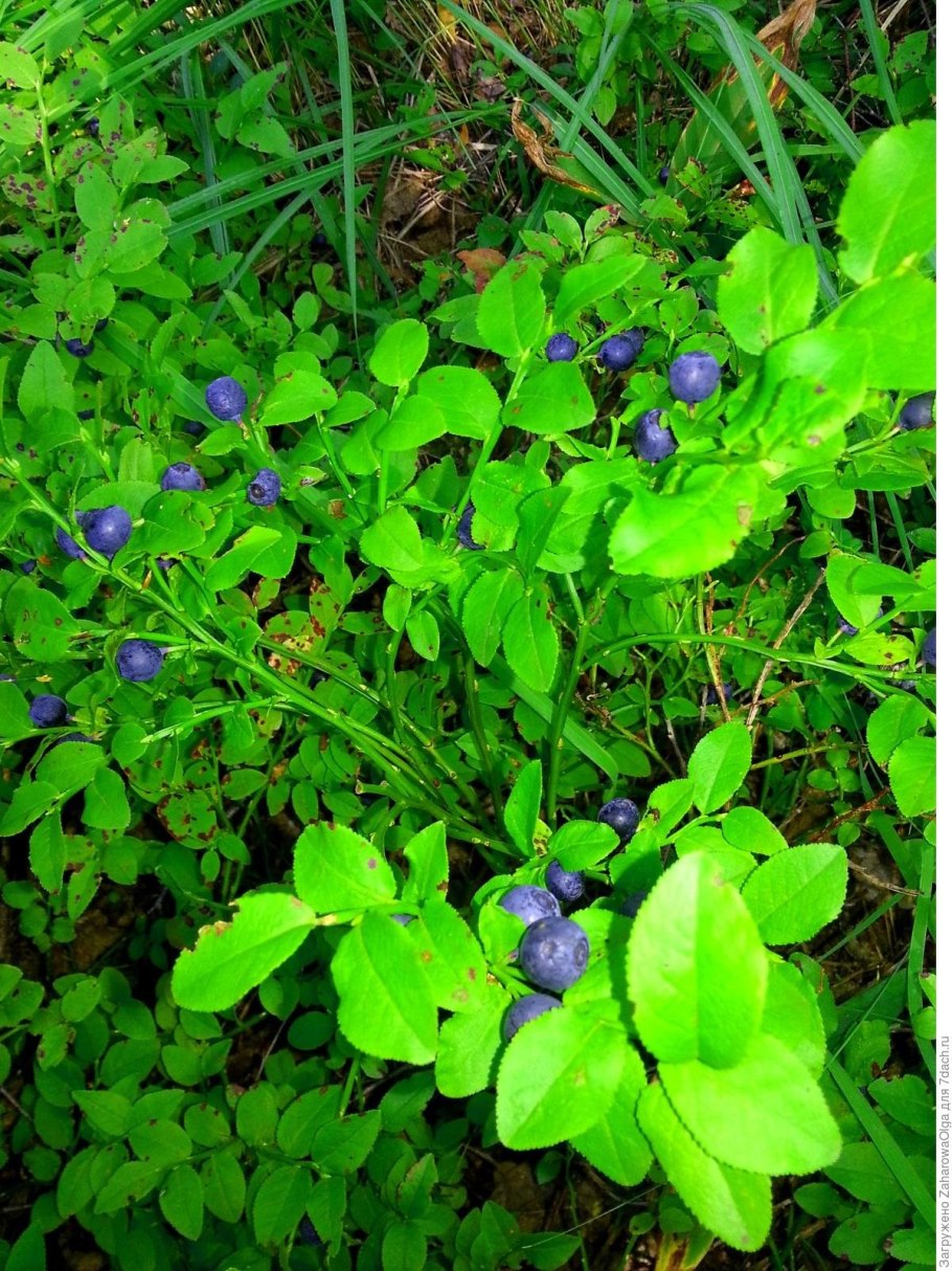 Черника куст