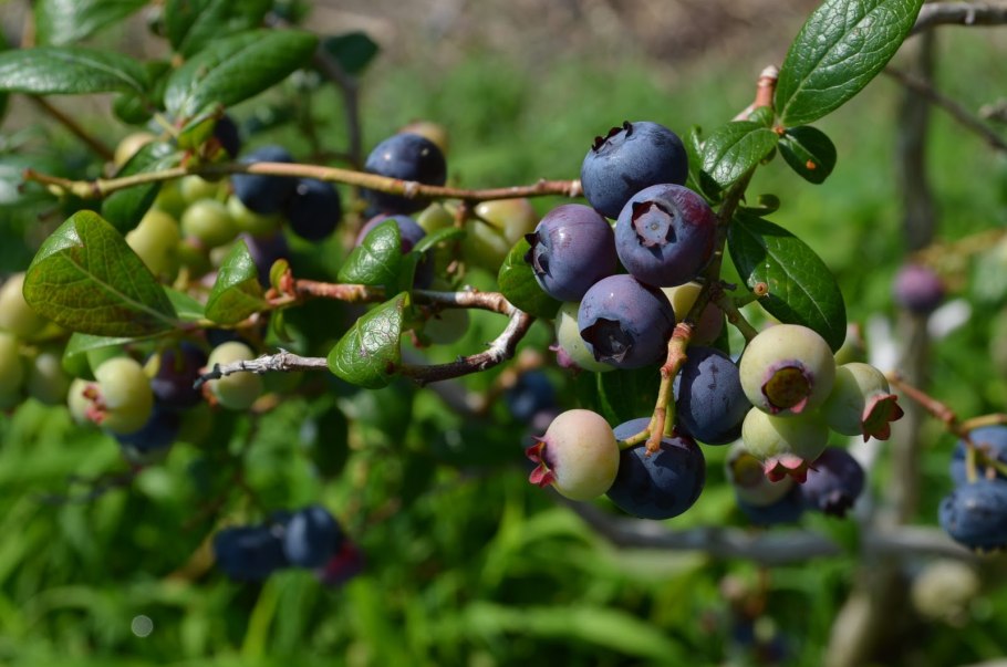 Черника обыкновенная Лесная Жемчужина