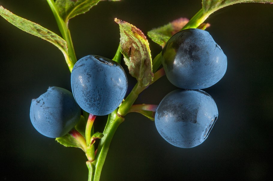 Черника Вакциниум муртилис