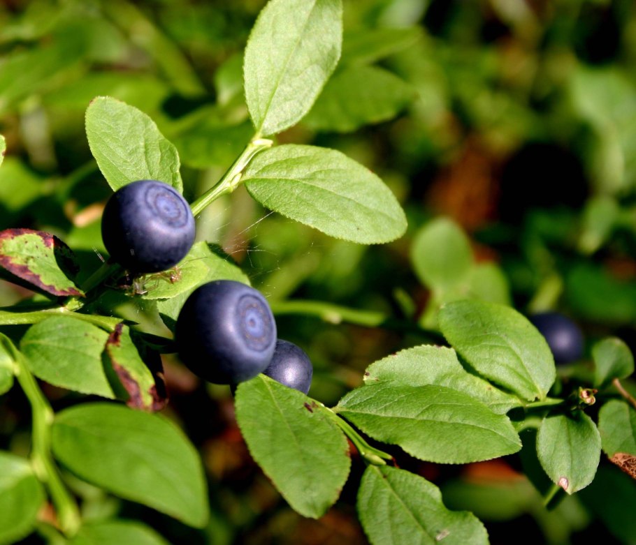 Vaccinium myrtillus черника ягоды