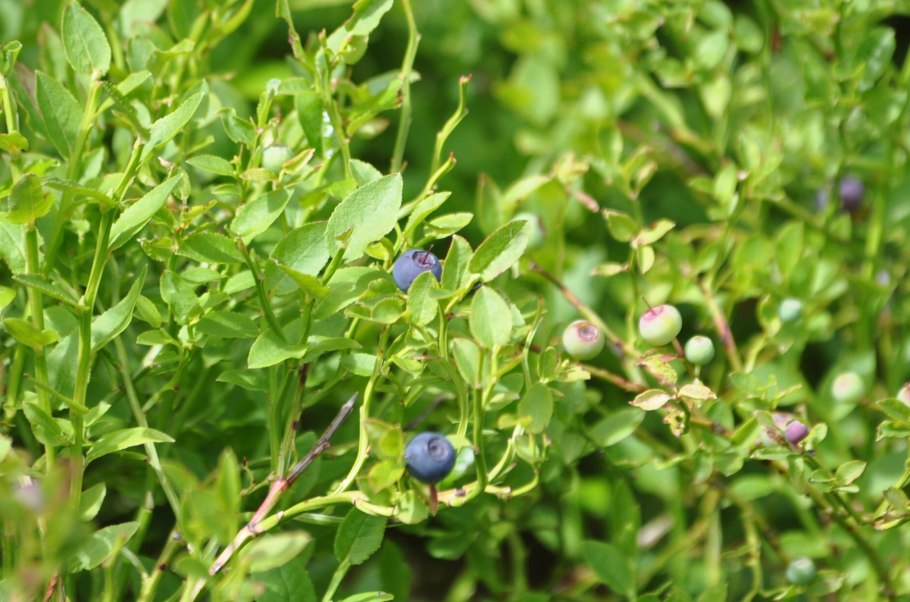 Вакциниум миртиллус