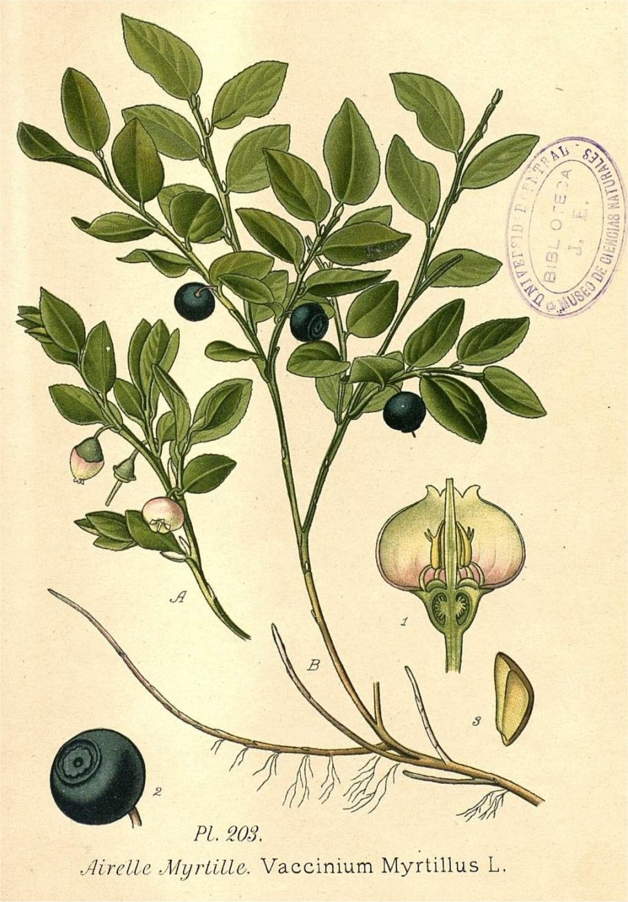 Черника обыкновенная ботаника