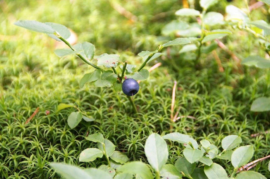 Лесные ягоды черника