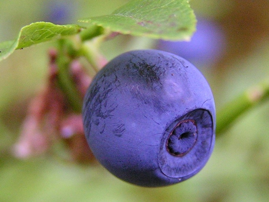 Черничка Черничка